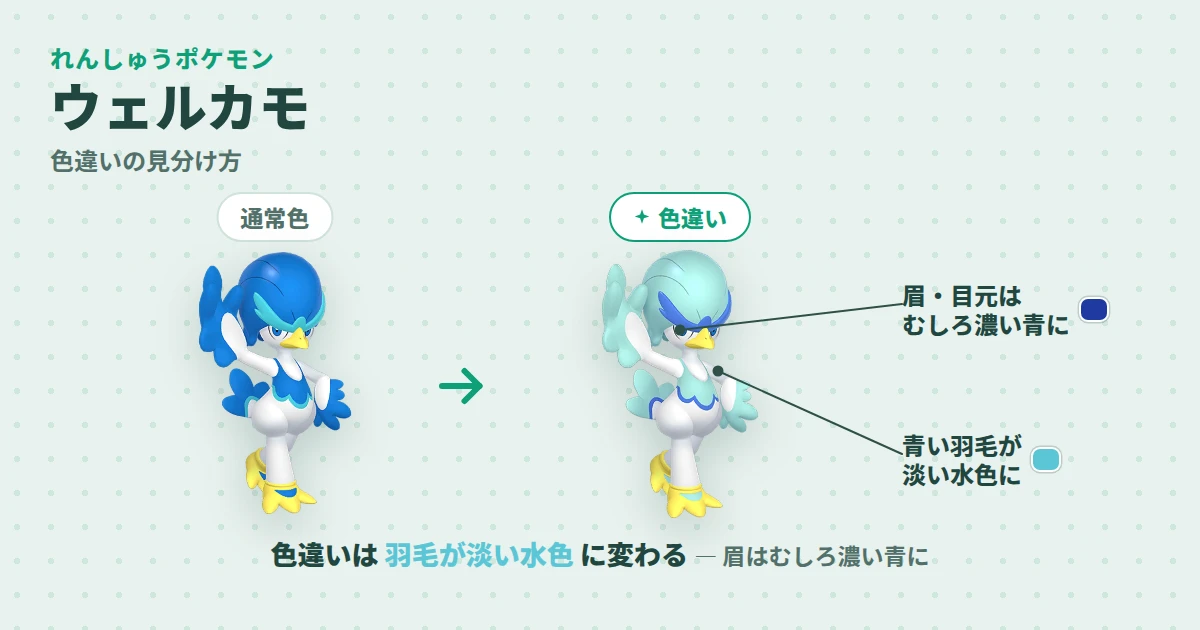 ウェルカモの通常色と色違いの見分け図解。色違いは青い羽毛が淡い水色になり、眉と目元はむしろ濃い青になる